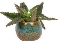 Mini pozsgás növények kompozíció gömbkerámiában cserépátmérő: kb. 6 cm