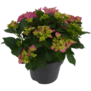 Rózsaszín hortenzia (Hydrangea Macrophylla) cserépben, kb. 45 cm magas.