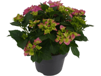 Kerti hortenzia rózsaszín mag. kb. 45 cm cserép kb. 5 l Hydrangea macrophylla