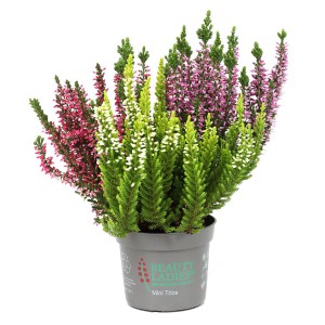 Hangafű Beauty Ladies Mini Trio cserépben, különböző színek.