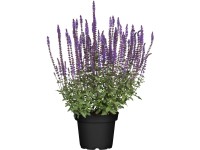 OBI ligeti zsálya lila cserépátmérő: kb. 13 cm Salvia OBI ligeti zsálya lila cserépátmérő: kb. 13 cm Salvia