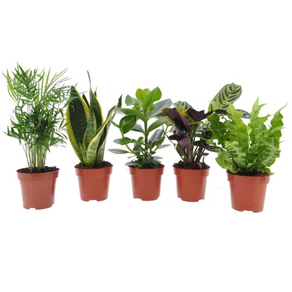 Easy Care zöldnövények kb. 35 cm - 45 cm cserépátmérő kb. 12 cm