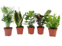 Easy Care zöldnövények kb. 35 cm - 45 cm cserépátmérő kb. 12 cm