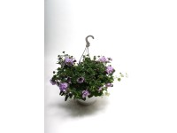 Balkonnövény kék 27 cm