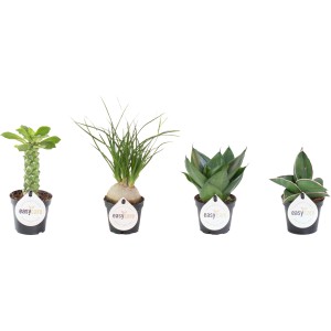 Mini Easy Care Summer Fresh zöld növények, különféle típusok 6 cm-es cserépben.