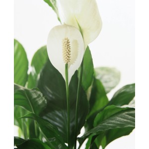 Vitorlavirág 'Bingo Cupido' cserépben, kb. 17 cm Ø. Elegáns, levegőtisztító zöld növény fehér virágokkal.