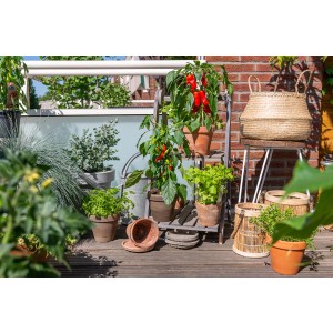 GROW by OBI Piros snackpaprika Pick & Joy egy erkélyen, más cserepes növényekkel.