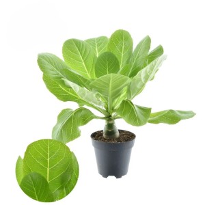 GROW by OBI Vulkánpálma (Brighamia insignis) cserépben, szobanövény zöld levelekkel.