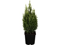 OBI oregoni hamisciprus OBI oregoni hamisciprus