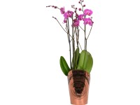 Lepkeorchidea négyszárú Duetto Mix cserépátmérő: kb. 17 cm