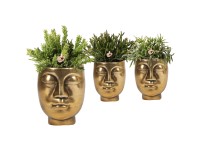 Korallkaktusz kerámia cserépben 3-féle változatban cserépátmérő kb. 9 cm