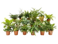 Szobapáfrány Szobapáfrány