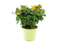 Sétányrózsa bokor magasság kb. 40 cm cserépátmérő kb. 17 cm Lantana camara Sétányrózsa bokor magasság kb. 40 cm cserépátmérő kb. 17 cm Lantana camara