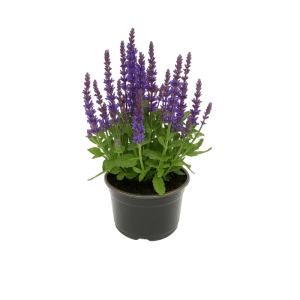 Ligeti zsálya Salvia nemorosa lila-kék virágokkal cserépben (kb. 15 cm). Erős évelő kerti ágyásokba.