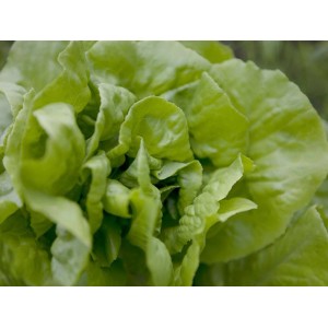 Friss, zöld OBI fejes saláta (Lactuca) 10-12 darabos tálcán, ideális díszítéshez.