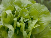 Fejes saláta zöld 10-12 darabos tálca Lactuca