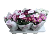 Krizantém Pink mix 14 cm Krizantém Pink mix 14 cm