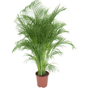 Aranypálma (Areca) cserépben, kb. 150-160 cm magas. Zöld levelű szobanövény.