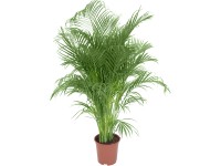 Aranypálma magassága kb. 150-160 cm cserépátmérő: kb. 27 cm Areca Dypsis lutesce
