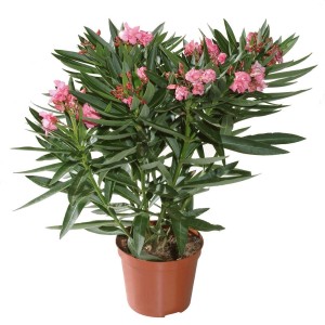 Rózsaszín oleander bokor (Nerium) cserépben, kb. 14 cm Ø. Virágzó cserepes növény kertbe és teraszra.