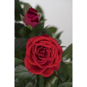 Piros Patio Hit rózsa cserépben, kb. 45 cm magas. Piros virágok és zöld levelek.