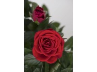 Bokor rózsa Bokor rózsa