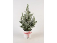 Cukorsüvegfenyő Cukorsüvegfenyő