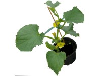Cukkini 9 cm-es kiszerelésben kerti növény étkezésre alkalmas