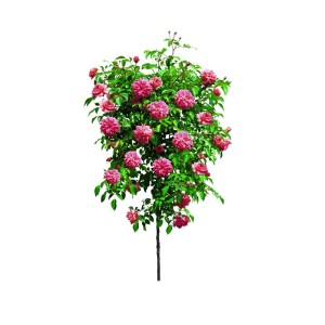 Rózsafa, kb. 70-80 cm magas, rózsaszín virágokkal és zöld levelekkel cserépben.