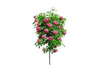 Rózsa törzses rózsaszín Rózsa törzses rózsaszín