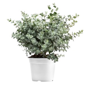 Eukaliptusz bokor (Eucalyptus gunnii) cserépben, kb. 30-40 cm magas, ezüstkék lomb.