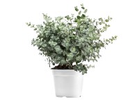 Eukaliptuszbokor magasság kb. 30 cm-40 cm cserépátm. kb. 14 cm Eucalyptus gunnii Eukaliptuszbokor magasság kb. 30 cm-40 cm cserépátm. kb. 14 cm Eucalyptus gunnii