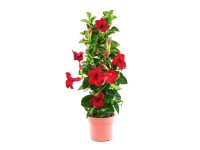 Brazil tölcsérjázmin piramis forma cserépátmérő kb. 14 cm Mandevilla sanderi Brazil tölcsérjázmin piramis forma cserépátmérő kb. 14 cm Mandevilla sanderi