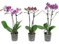 Lepkeorchidea (Phalaenopsis) cserépátmérő: kb. 9 cm