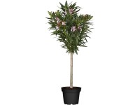 GROW by OBI leander bokros rózsaszín magas 40-60cm cserép Ø 25cm Nerium Oleander GROW by OBI leander bokros rózsaszín magas 40-60cm cserép Ø 25cm Nerium Oleander