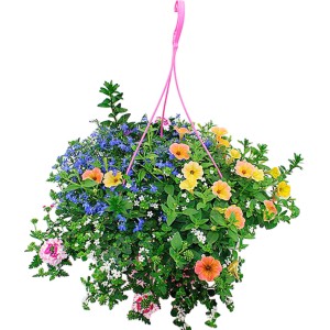 Színes vegyes virágos függőkosár, kb. 25 cm-es cserépben, különféle sárga, narancs, kék és rózsaszín nyári virágokkal.