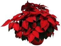 Poinsettia tál 23 cm