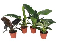 Filodendron válogatás magasság kb. 40-50 cm cserépátmérő kb. 14 cm Philodendron Filodendron válogatás magasság kb. 40-50 cm cserépátmérő kb. 14 cm Philodendron