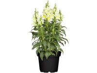 OBI oroszlánszáj cserépátmérő: kb. 13 cm Antirrhinum majus OBI oroszlánszáj cserépátmérő: kb. 13 cm Antirrhinum majus