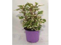 Plectranthus lila 10,5 cm Plectranthus lila 10,5 cm