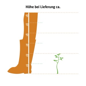 Illusztráció: A Gazania szállított magassága 11 cm-es cserépben, kb. 10-20 cm magas.