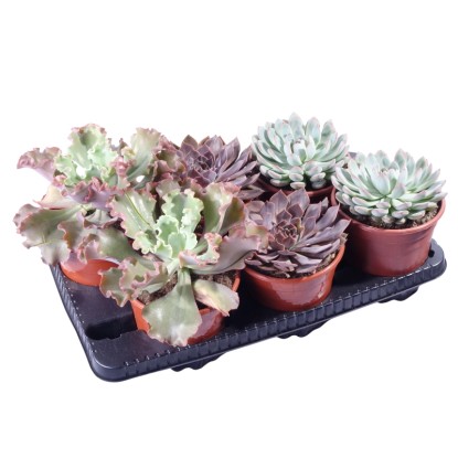 Pozsgás növények válogatás cserépátmérő kb. 17 cm Sucus