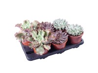 Pozsgás növények válogatás cserépátmérő kb. 17 cm Sucus Pozsgás növények válogatás cserépátmérő kb. 17 cm Sucus