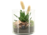 Aleo vera válogatás üvegcserépben cserépátmérő kb. 12 cm Aleo vera válogatás üvegcserépben cserépátmérő kb. 12 cm