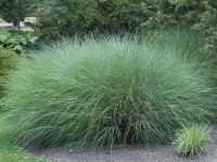 GROW by OBI Gracillimus japánfű ezüst cserépátmérő kb. 23 cm Miscanthus