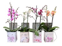 Lepkeorchidea kétszárú dekoratív fémdobozban cserépátmérő: kb. 13 cm Phalaenopsi
