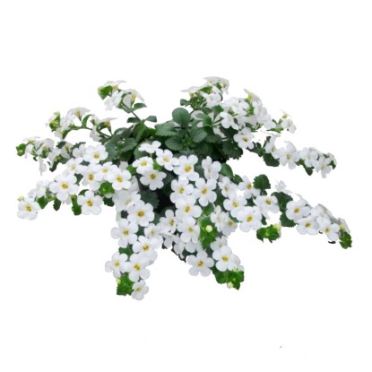 Bacopa