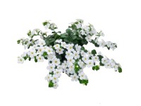Bacopa