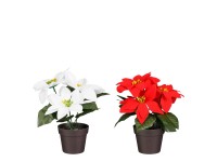 Mica Decorations mikulásvirág 19 cm cserépben piros - fehér 2 - féle változatban