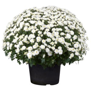 Fehér krizantém cserépben, kb. 40 cm magas. Őszi virág kertbe és erkélyre.